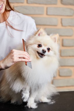 Profesyonel genç tımarcı küçük köpeğini tarıyor Pomeranian Spitz