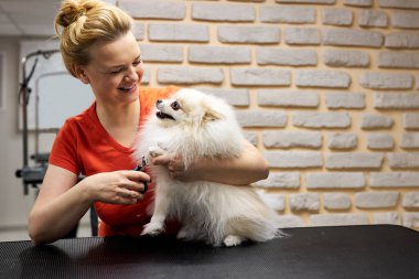 Beyaz kadın tarağı Pomeranian tükürük köpeğine saç stili yapıyor