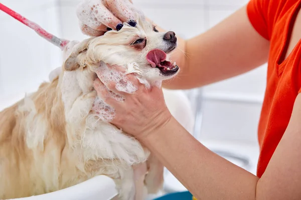 サロンの浴室の可愛いポメラニア犬の肖像画です — ストック写真