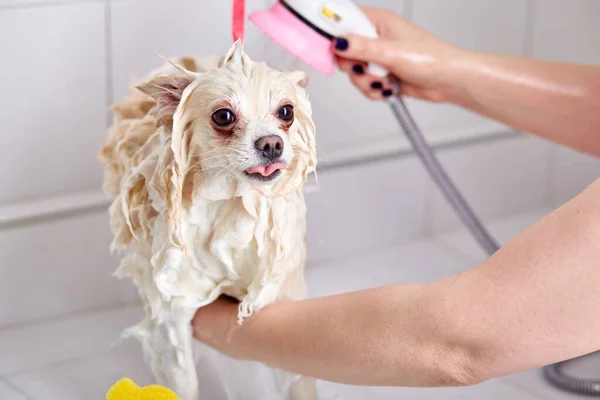 美しいペット、スピッツは犬のための美容方法の前にお風呂でシャワーを浴びる — ストック写真