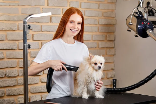 cute dog on the table for grooming in the beauty salon for dogs