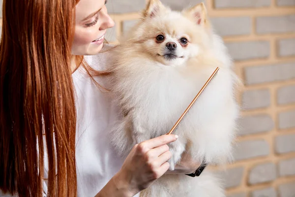 Νεαρή κοκκινομάλλα groomer χτένισμα μαλλί του Σπιτζ στο σαλόνι ομορφιάς για σκύλους — Φωτογραφία Αρχείου