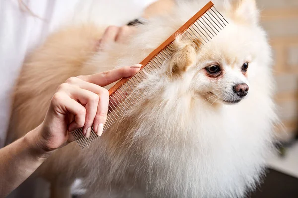 専門のサロンの犬のための専門的なケアマスターによって髪を結合 — ストック写真