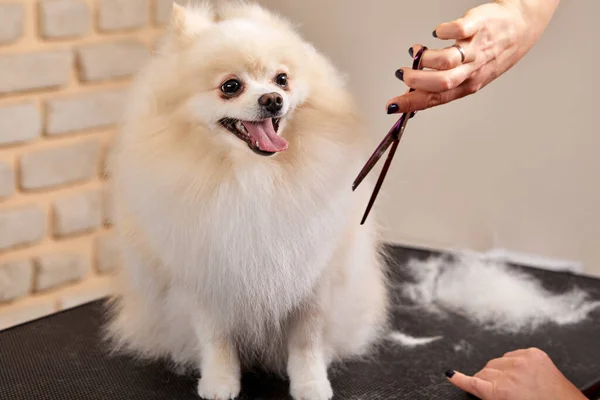 Żeński grzebień czyniąc fryzurę do pomeranian spitz dog — Zdjęcie stockowe