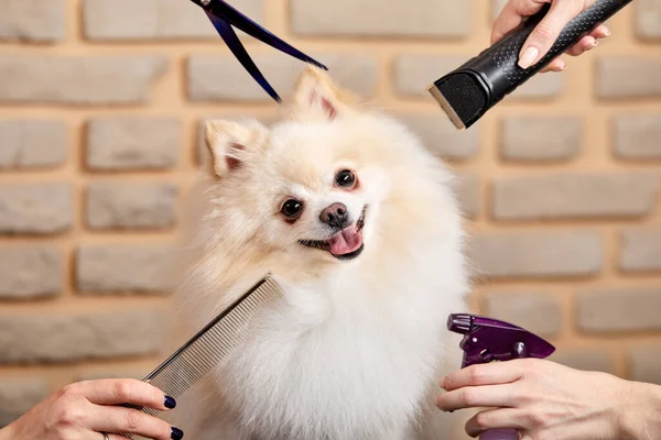 Bedårande trevlig spitz hund i skönhetssalong, husdjur kommer att vårdas — Stockfoto