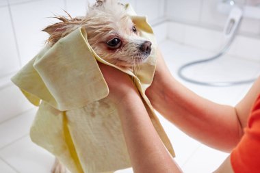 Spitz köpeği havluya sarılmış.