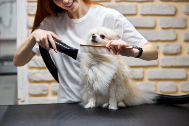 Masadaki küçük Pomeranian köpeği köpekler için güzellik salonunda hazırlanıyor.