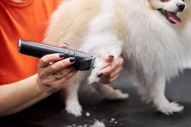 Beyaz bir Pomeranya köpeğini tımar etmek, küçük Pomeranya salyangozlarını budamak.