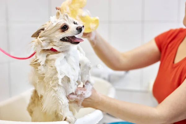 クロップド・グルーマー犬を洗うかわいいふわふわのポメラニアン・スピッツ・子犬風呂に入ってシャワー — ストック写真