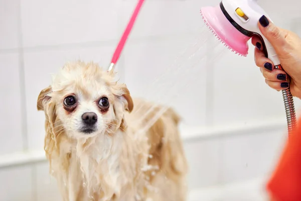 犬のための美容室の浴室のポメラニア犬、怖がって — ストック写真