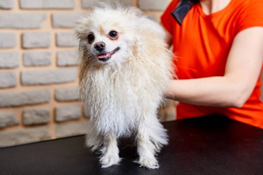 Kırpılmış kadın tımar, saç kesimi, güzel, mutlu Pomeranya Spitz köpeğinin yününü tarama