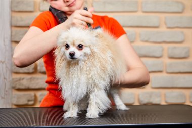 Kırpılmış kadın tımar, saç kesimi, güzel, mutlu Pomeranya Spitz köpeğinin yününü tarama