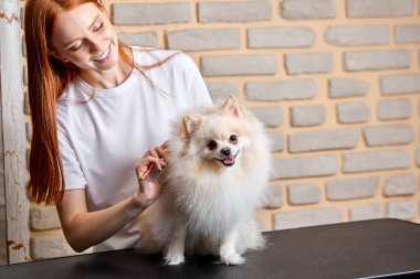 Genç kızıl saçlı kuaför kuaförde köpek arıyor.