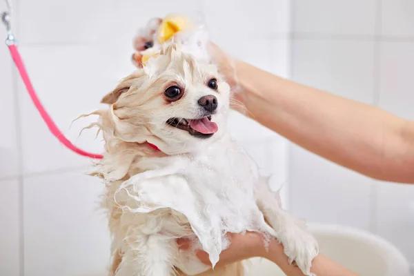 プロのグルーマーは慎重にグルーミング手順の前に、お風呂で犬を洗う — ストック写真