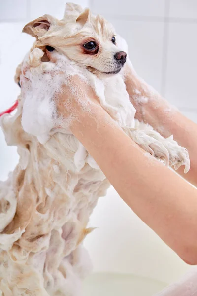 プロのグルーマーは慎重にグルーミング手順の前に、お風呂で犬を洗う — ストック写真