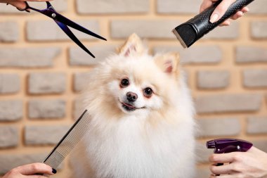 Uzman bir kuaförde köpek bakımı, kuaför çeşitli aletler kullanır.