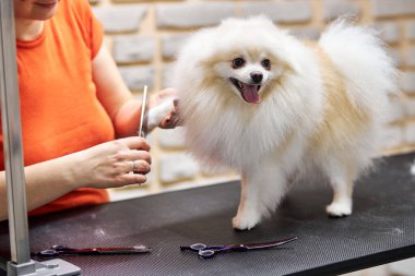 Kadın kuaför tarak Pomeranya köpeğine saç stili yapıyor