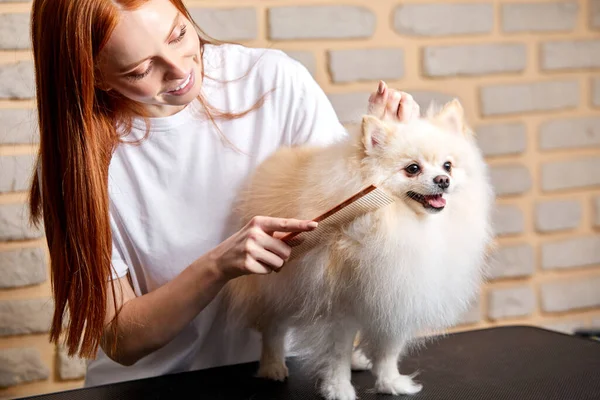 Caucásico joven peluquero peinar poco mascota perro pomeranian spitz —  Fotos de Stock