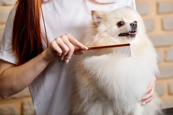 Profesional joven peluquero peinado pequeño perro mascota pomeranian spitz —  Fotos de Stock