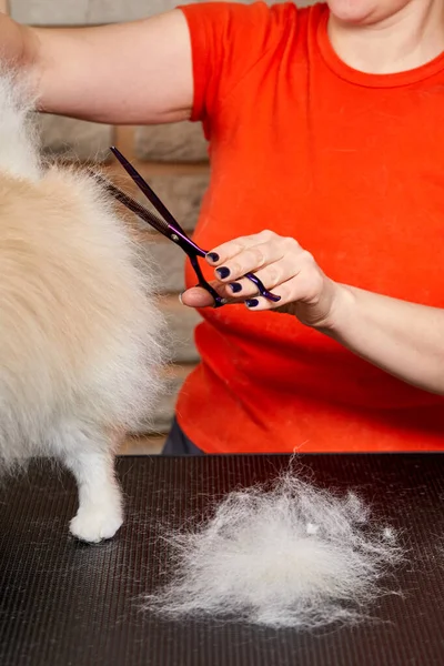 用工具裁剪发型师手的照片，裁剪狗毛 — 图库照片