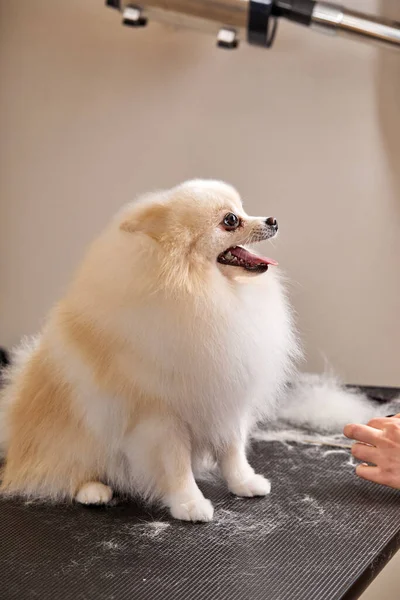 Spitz perro le encanta ser arreglado, pacientemente espera el final del procedimiento —  Fotos de Stock