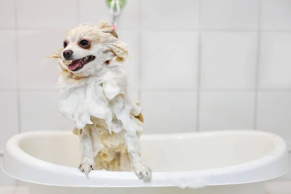 泡の入った浴槽で洗ってるかわいいスピッツ — ストック写真