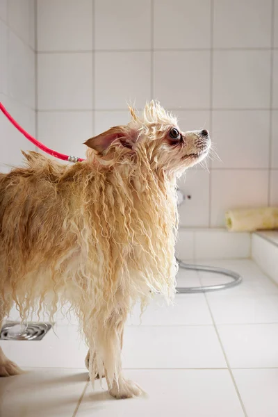 グルーミングサロンにおけるスピッツペットのシャワー手順国内動物は美容手順を取得します — ストック写真