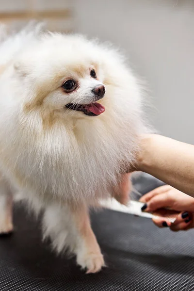 Peluquero peinando lana de spitz en salón de belleza para perros —  Fotos de Stock