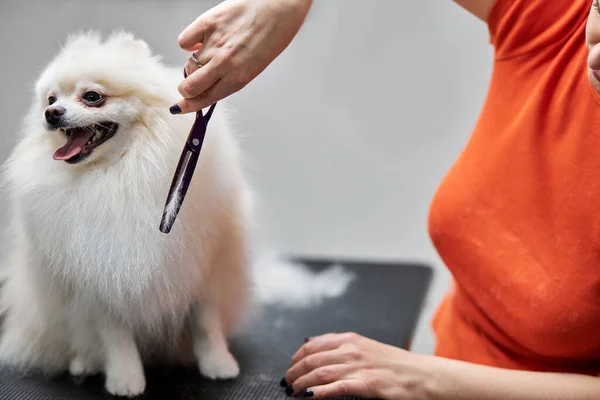 Kammen en snijden overwoekerd haar van kleine hond spitz, bij haarknipprocedure — Stockfoto