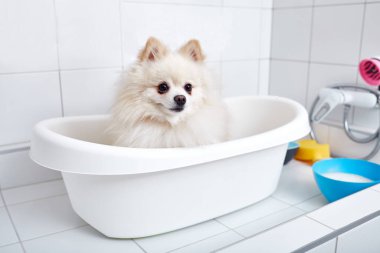 Küçük sevimli köpek tükürükleri kuaförde saç kesiminden önce duş almaya hazır.
