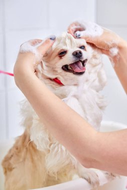 Bir köpeği yıkayan bir kuaför, tatlı pomeranya tükürüğü köpekleri banyo yapıyor, duş alıyor.