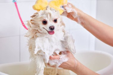 Salondaki tuvalette sevimli bir Pomeranya köpeğinin portresi.