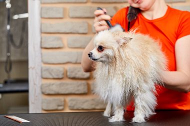 Düzgün bir tımarcı, efendi hayvana özenle davranır, yünüyle ilgilenir.