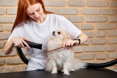 Beyaz kadın kuaför evcil hayvanlarla ve tükürük saçlarıyla eğleniyor.