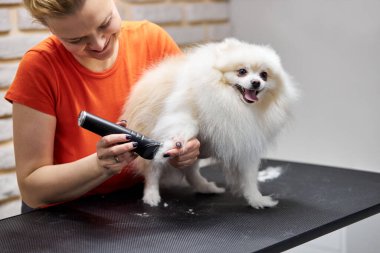 Kadın kuaför tarak Pomeranya köpeğine saç stili yapıyor