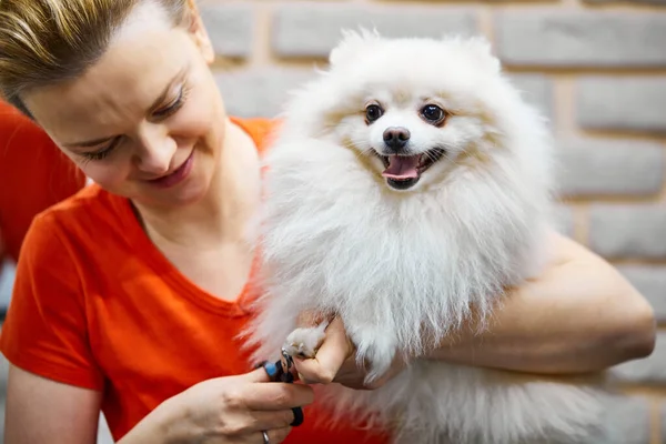 Θηλυκό groomer κόβει επαγγελματικά τα νύχια ενός σκύλου Pomeranian — Φωτογραφία Αρχείου