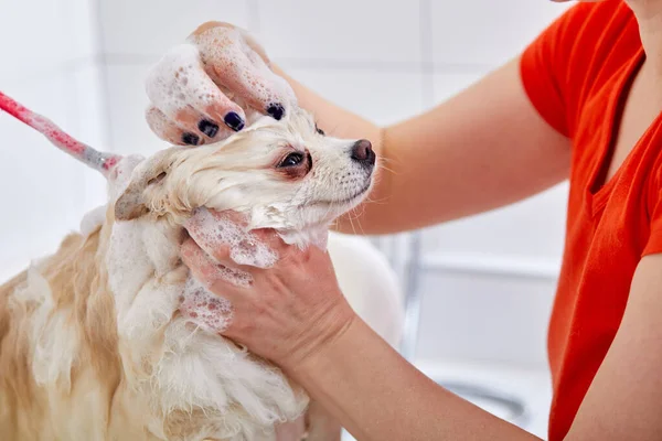 犬を洗うグルーマーかわいいふわふわのポメラニアン・スピッツの子犬が風呂に入ってシャワーを浴びて — ストック写真