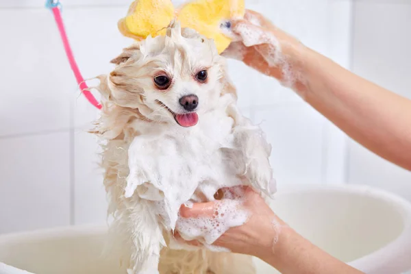 Salondaki tuvalette sevimli bir Pomeranya köpeğinin portresi.