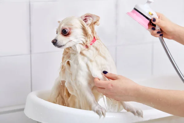 Cão pomeranian no banheiro no salão de beleza para cães, assustado — Fotografia de Stock