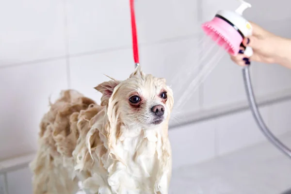 Chien poméranien dans la salle de bain dans le salon de beauté pour chiens, populariser les coupes de cheveux — Photo