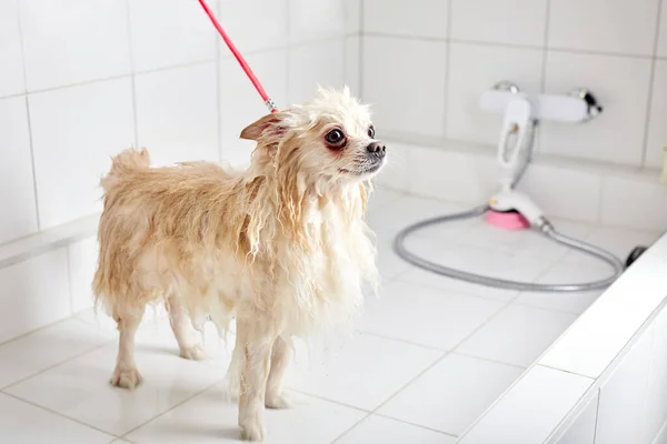 犬のための美容室のバスルームでザトウクジラの犬,人気のヘアカット — ストック写真