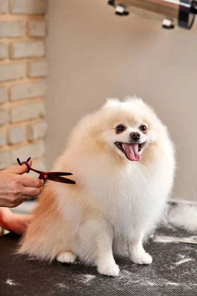 Spitz animale domestico nel salone di toelettatura — Foto Stock