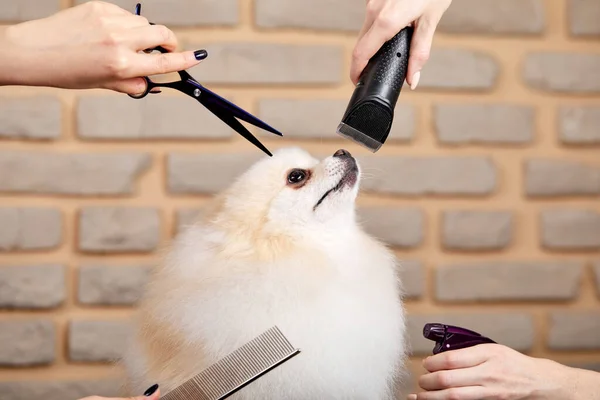 Peinar y cortar el pelo demasiado crecido de spitz perro pequeño en salón de aseo por profesional — Foto de Stock