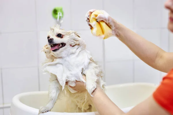 Портрет милой померанской собаки в ванной комнате в салоне — стоковое фото