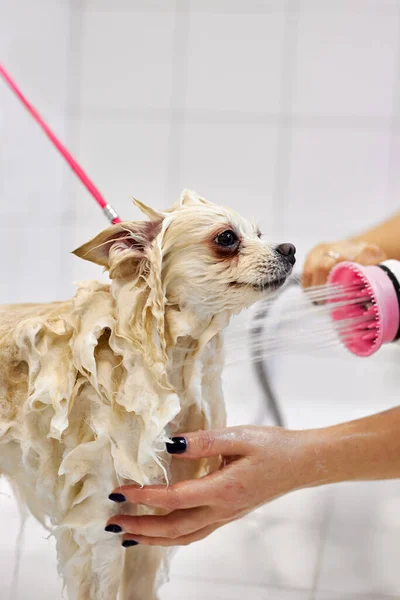 털을 손질하기 전에, 애완 동물을 목욕시키는 일, 전문적 인 몸치장 전문가가 깎는 절차 — 스톡 사진