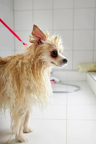 Spitz animal dans le bain avant le toilettage, procédure de coupe de cheveux par le maître de toilettage professionnel — Photo