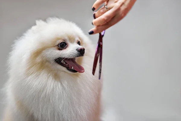 Pielęgnowanie białego psa pomeranian, przycinanie małego pomeranian spitz — Zdjęcie stockowe