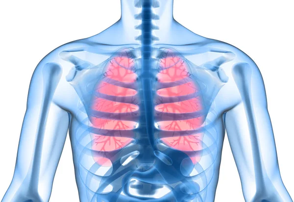 Clean Healthy Lungs Illustration — Stock Photo, Image