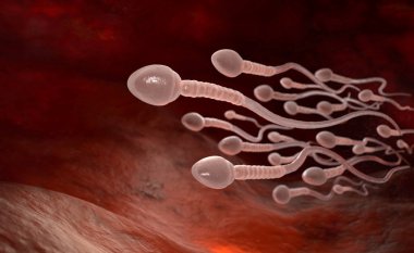 Erkek sperm hücreleri dölyatağı tüpünde yumurtaya doğru yüzüyor. 3B illüstrasyon