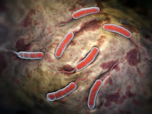 Бактерии холеры, вызывающие холеру — стоковое фото